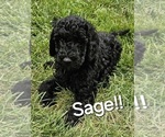 Puppy Sage Goldendoodle