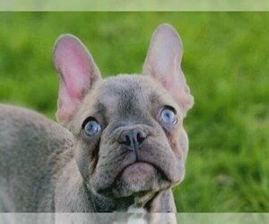 French Bulldog Puppy for sale in EASTON, PA, USA