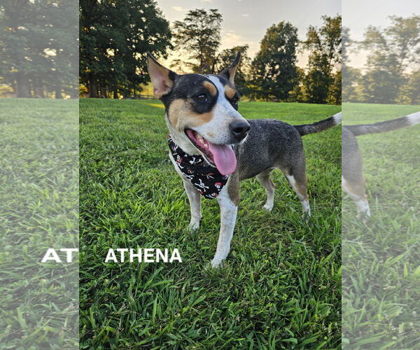 Medium Photo #8 Mutt Puppy For Sale in Garden City, NY, USA