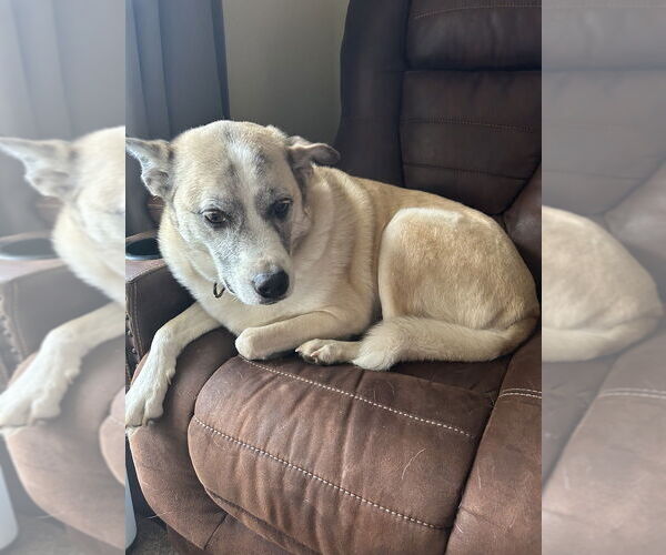 Medium Photo #2 Mutt Puppy For Sale in Evansville, IN, USA