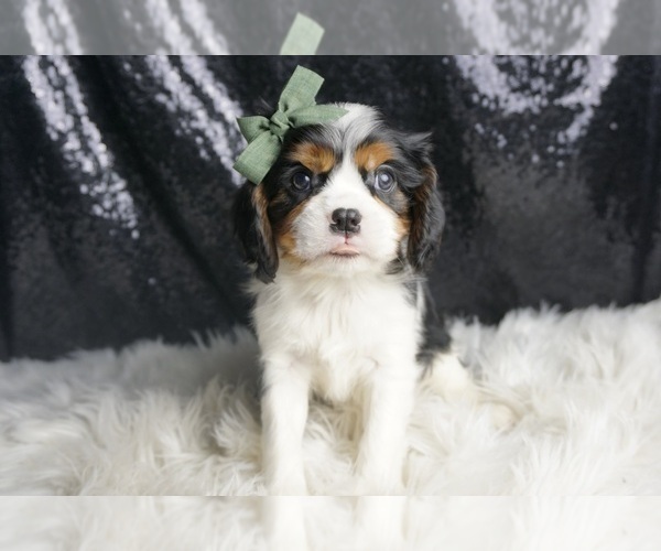 Medium Photo #79 Cavalier King Charles Spaniel Puppy For Sale in WARSAW, IN, USA