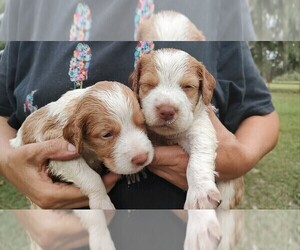 Brittany Puppy for sale in FORT MC COY, FL, USA