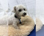 Small #1 Bichon Frise