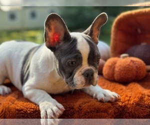 French Bulldog Puppy for sale in POWHATAN, VA, USA