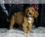 Small Photo #81 Cavapoo Puppy For Sale in WARSAW, IN, USA