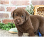 Small #8 Labrador Retriever