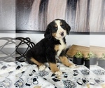 Small Photo #1 Bernese Mountain Dog Puppy For Sale in FRANKLIN, IN, USA