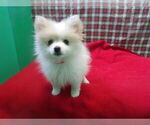 Small #2 Pomeranian