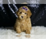 Puppy Connie Maltipoo (Miniature)