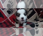 Puppy Bear Welsh Cardigan Corgi