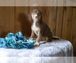 Puppy 2 Australian Shepherd-Beagle Mix