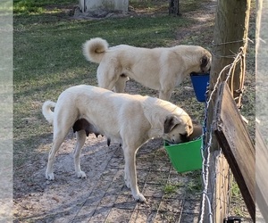 Father of the Anatolian Shepherd puppies born on 09/09/2025