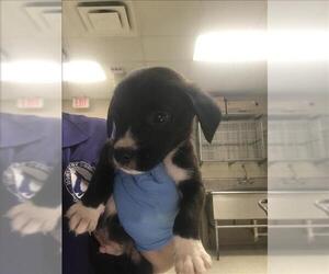 Labrador Retriever-Unknown Mix Dogs for adoption in Conroe, TX, USA