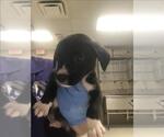 Small Labrador Retriever Mix