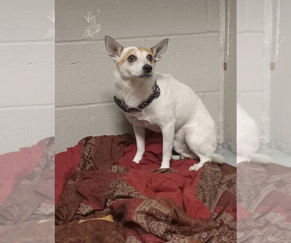 Medium Photo #1 Jack Chi Puppy For Sale in Pierceton , IN, USA