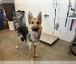 Small German Shepherd Dog