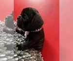 Small Photo #31 French Bulldog Puppy For Sale in NEWARK, NJ, USA