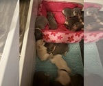 Small #32 French Bulldog