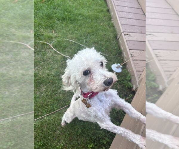 Medium Photo #2 Poochon Puppy For Sale in Mundelein, IL, USA