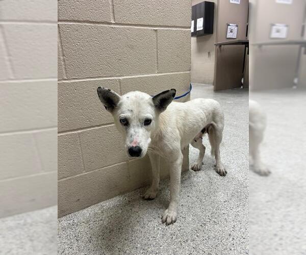 Medium Photo #1 Siberian Husky-Unknown Mix Puppy For Sale in Conroe, TX, USA