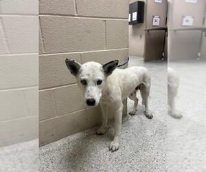 Siberian Husky-Unknown Mix Dogs for adoption in Conroe, TX, USA