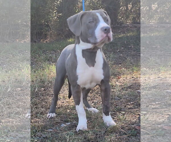 Medium Photo #6 American Pit Bull Terrier-Unknown Mix Puppy For Sale in Wetumpka, AL, USA