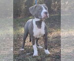 Small #5 American Pit Bull Terrier Mix