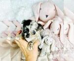 Small #8 Chihuahua