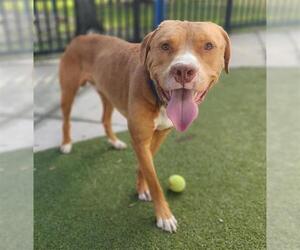 Labrador Retriever-Unknown Mix Dogs for adoption in Fort Lauderdale, FL, USA