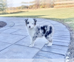 Australian Shepherd Puppy for sale in LODA, IL, USA