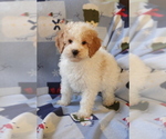 Small #2 Goldendoodle (Miniature)