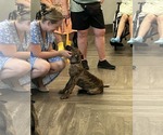Small Mutt