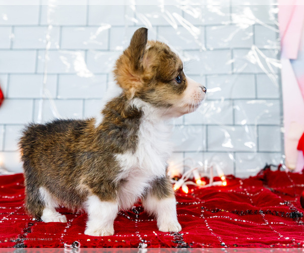 Medium Photo #5 Cardigan Welsh Corgi Puppy For Sale in WAKARUSA, IN, USA