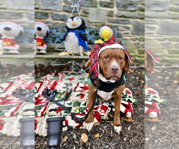 Medium Photo #26 Mutt Puppy For Sale in Mount Laurel, NJ, USA