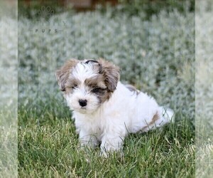 Poovanese-Shih Tzu Mix Puppy for sale in CHRISTIANA, PA, USA