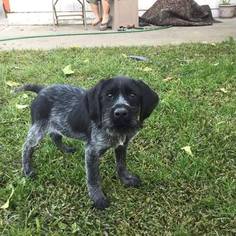German Wirehaired Pointer Puppy for sale in SACRAMENTO, CA, USA