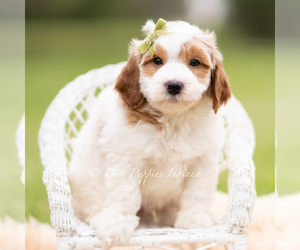 Medium Goldendoodle (Miniature)