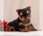 Small #3 Yorkshire Terrier