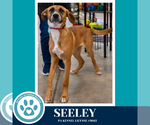 Small #9 Labrador Retriever Mix