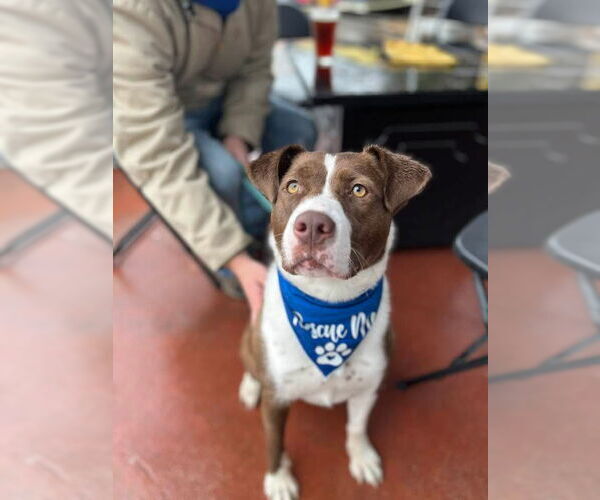 Medium Photo #2 Mutt Puppy For Sale in NEWPORT NH, NH, USA