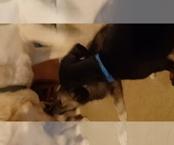 Medium Photo #15 Gerberian Shepsky Puppy For Sale in EDMORE, MI, USA