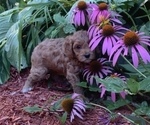 Small Photo #5 Cavapoo Puppy For Sale in GOSHEN, IN, USA