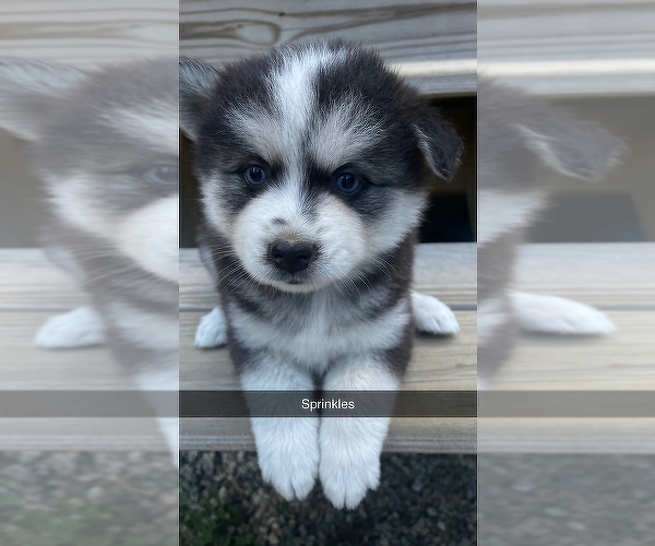 Medium Photo #4 Pomsky Puppy For Sale in WOODSTOCK, CT, USA