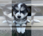 Small Photo #4 Pomsky Puppy For Sale in WOODSTOCK, CT, USA