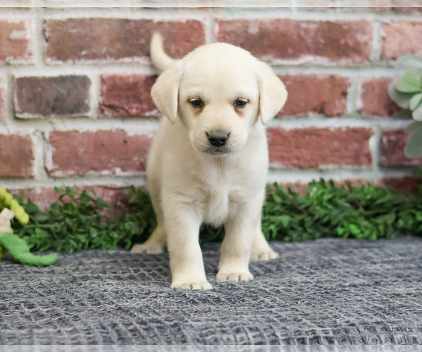 Medium Photo #16 Labrador Retriever Puppy For Sale in SYRACUSE, IN, USA