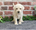 Small #15 Labrador Retriever