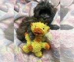 Small Photo #1 Havanese Puppy For Sale in LIVONIA, MI, USA