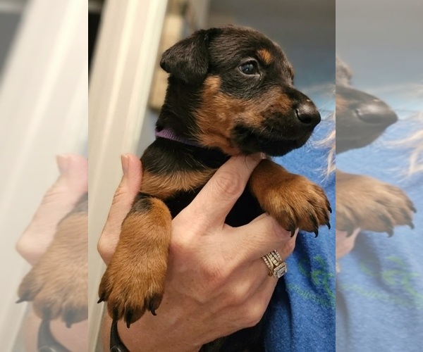 Medium Photo #2 Doberman Pinscher Puppy For Sale in BEGGS, OK, USA