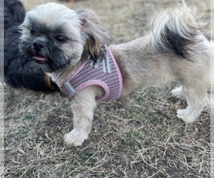Mother of the Shih Tzu puppies born on 12/31/2022