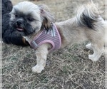 Small Photo #1 Shih Tzu Puppy For Sale in PARSONS, KS, USA